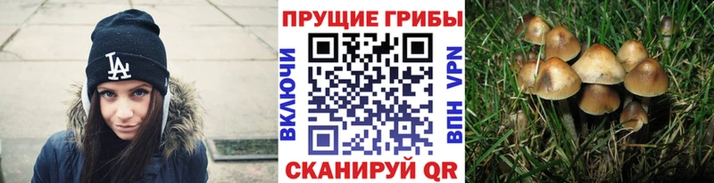продажа наркотиков Павловск Псилоцибиновые грибы MAGIC MUSHROOMS